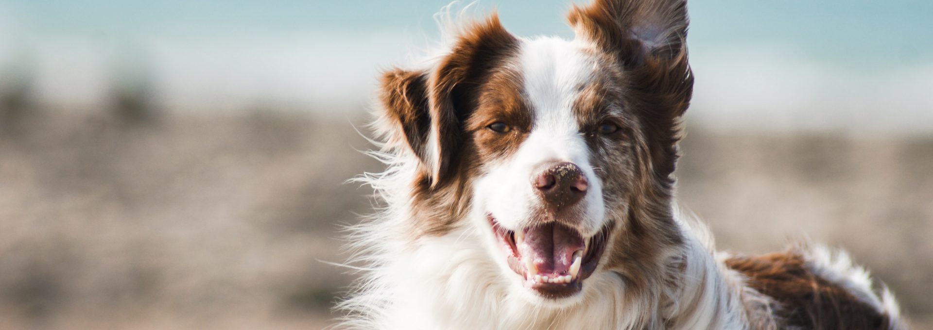 white and brown long coat large dog